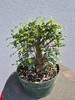 Chinese Elm bonsai large Broom #2 gallery