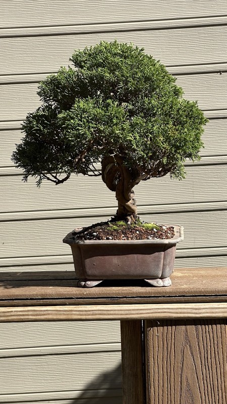 Shimpaku Juniper Twisted Trunk gallery