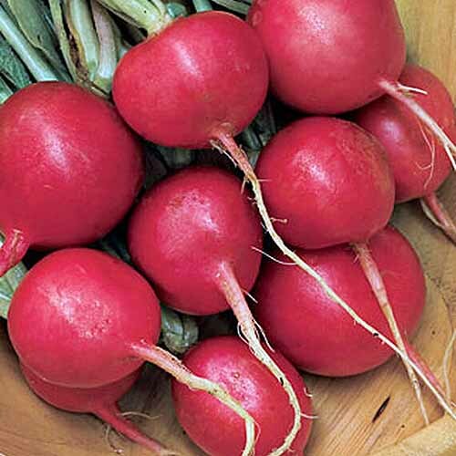 Cherry Belle Radish Seeds | Non-GMO | Free Shipping | Seed Store | 1092 gallery