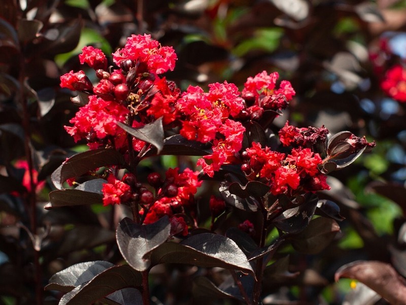 Ruby Thunderstruck Crape Myrtle Starter Lagerstroemia Rooted "STARTER" Plant gallery