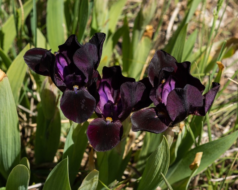 **BLACK STALLION** Dwarf Bearded Iris. Freshly Dug, Combined Ship: Jul/Sep gallery