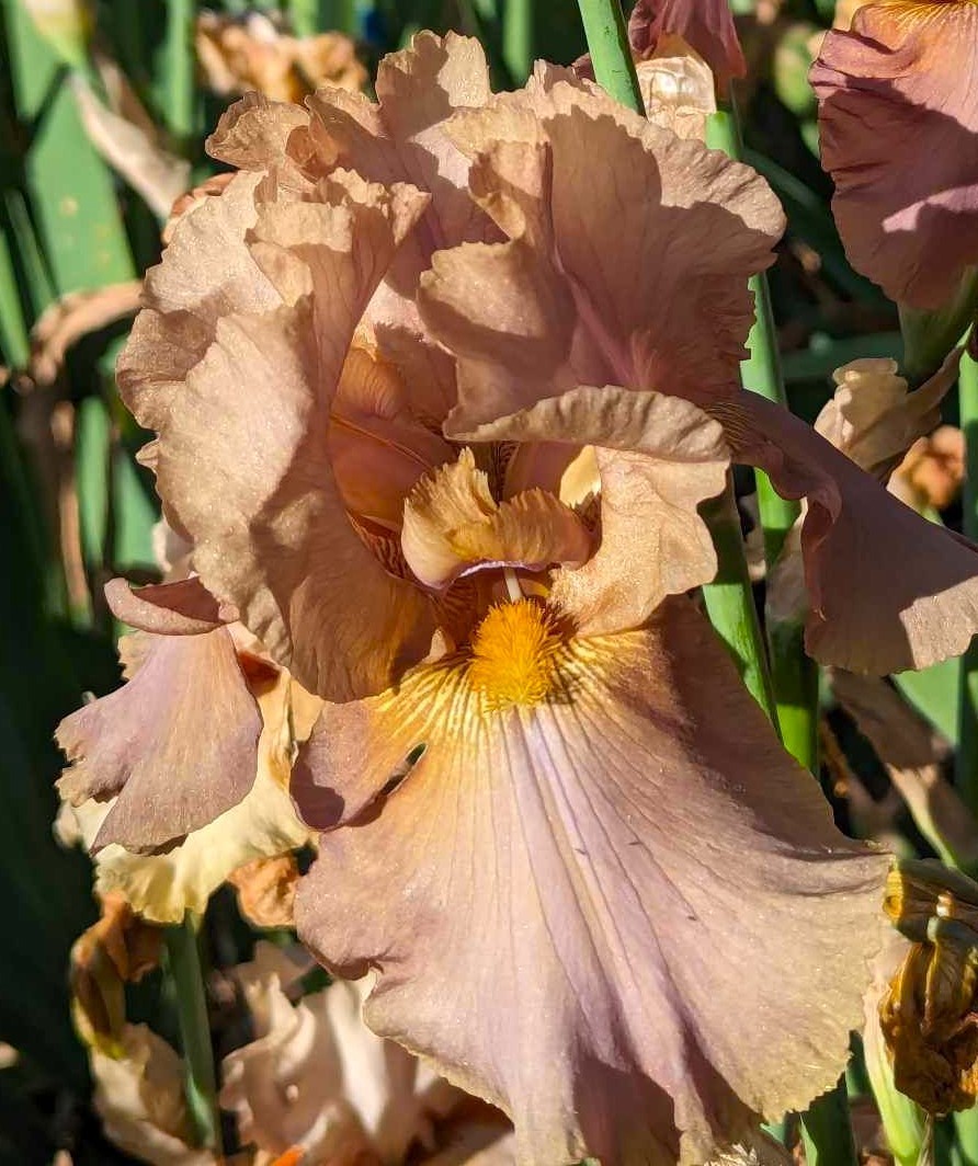 'Downtown Brown' 'Tall Bearded Iris Rhizome PRE-SALE to Ship Aug/Sept gallery