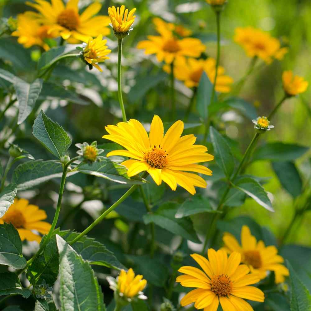 HELIOPSIS - FALSE SUNFLOWER - 4 LIVE PLANTS -SEE DESCRIPTION - LOOK! gallery