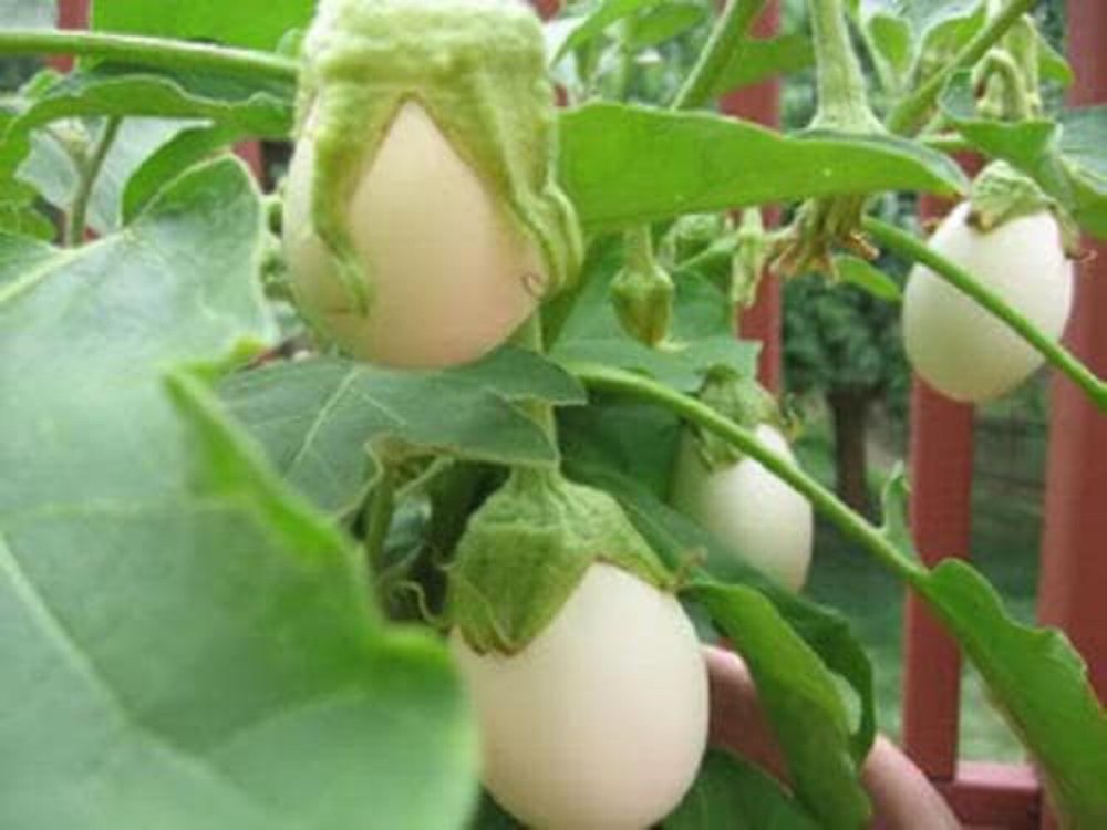 30 EASTER EGG PLANT Ornamental Easter Eggplant / Nest Egg Solanum Ovigerum Seeds