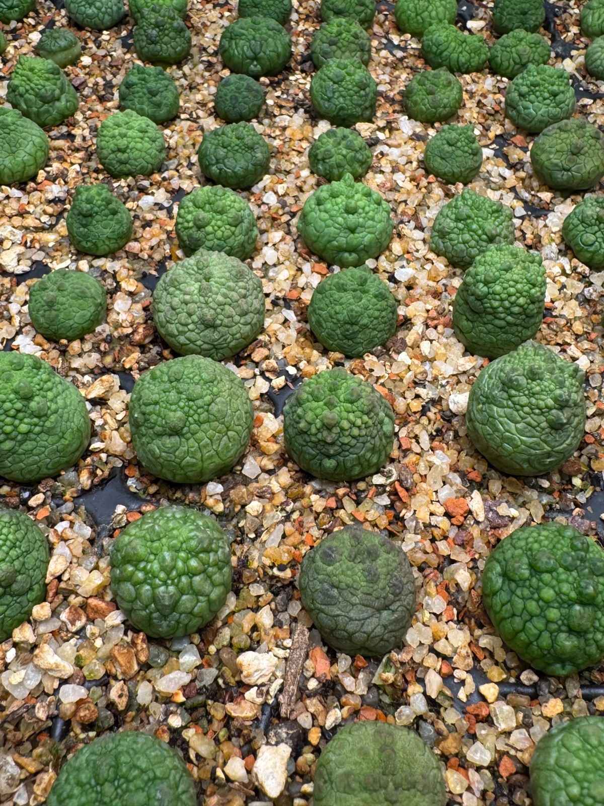 Pseudolithops eylensis Seedling Rare Succulent Live Plant 1” Seed Grown USA gallery