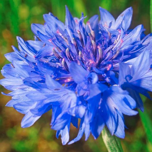 Cornflower Bachelor Button BLUE DWARF Cutflowers HEIRLOOM Non-GMO 400 Seeds gallery