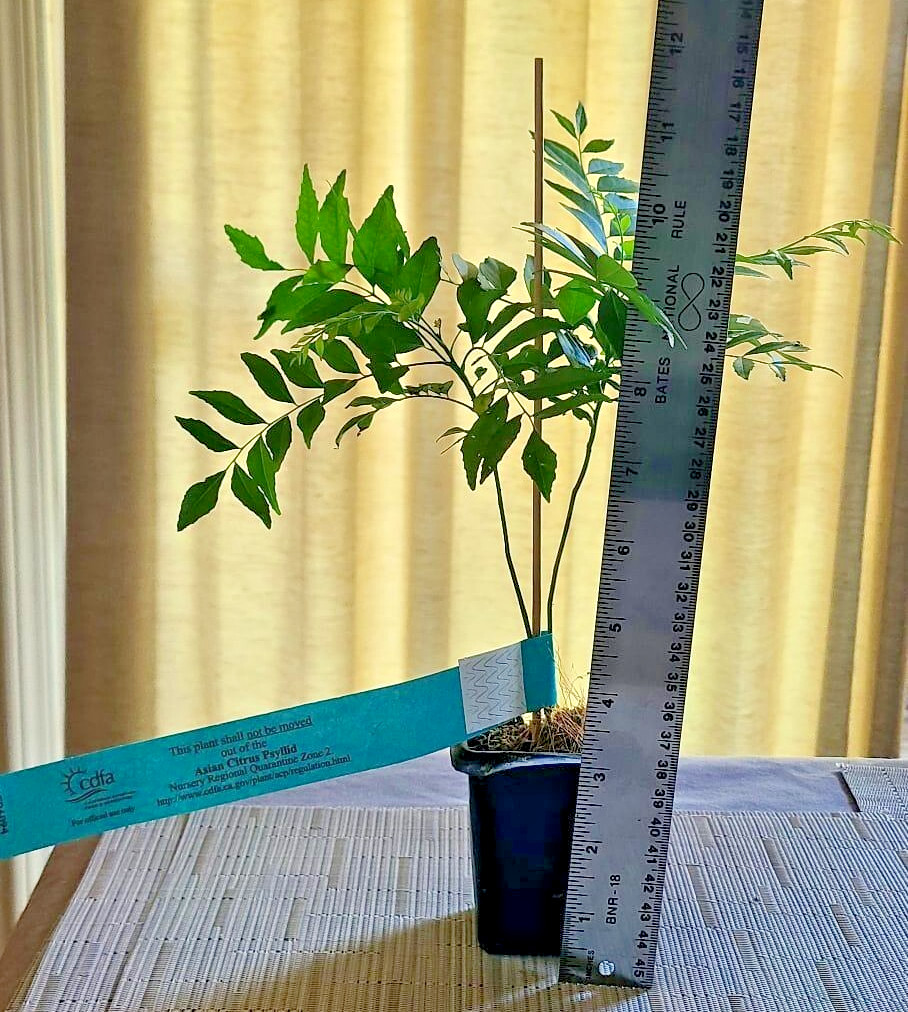 FDA & USDA Certified - 2 Seedlings Per Pot 7"-9"-Free Shipping From Stockton, CA gallery