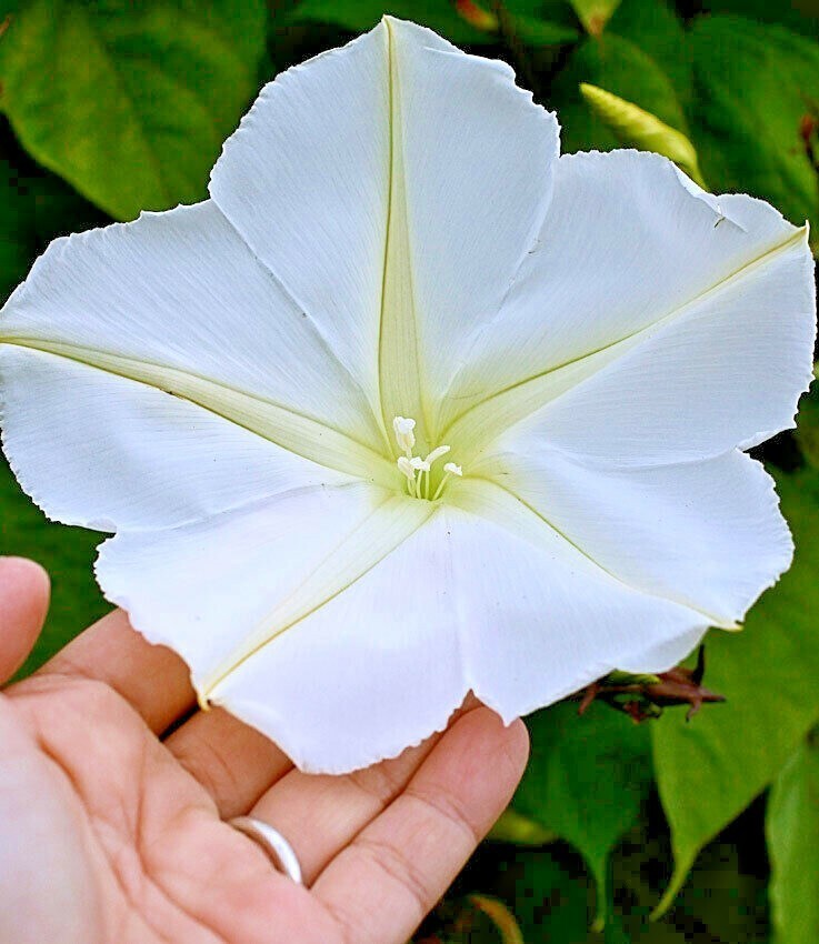 Moonflower seeds / Flowers / Vining / White / Perennial gallery