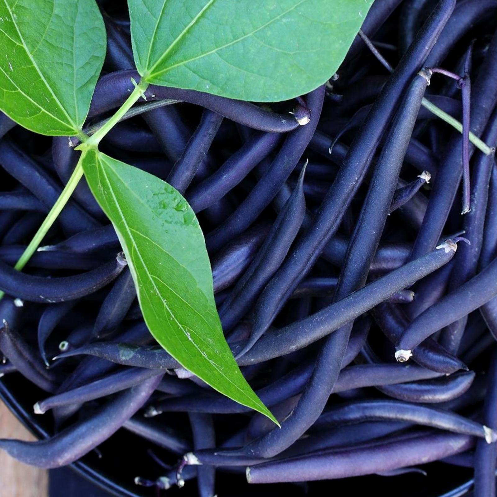 Purple Green Beans - Seeds - Non Gmo - Heirloom Seeds – Bean Seeds gallery