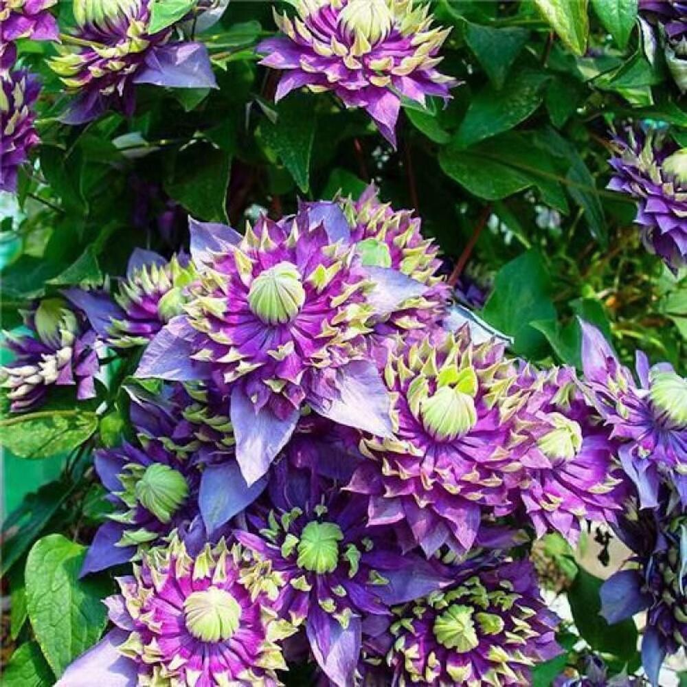 20 SEEDS Spike Purple CLEMATIS rare flower exotic vine 23 bush plant USA Seller gallery