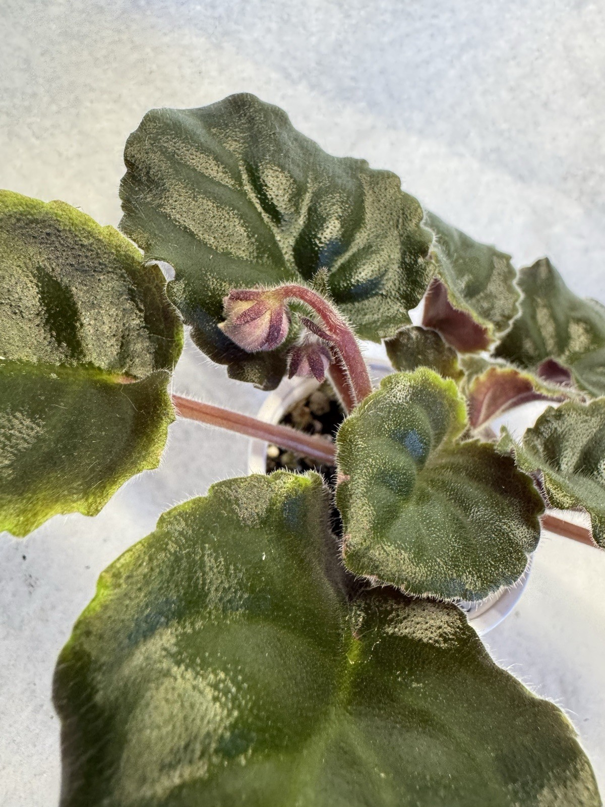 African Violet LE Kardamon Starter gallery