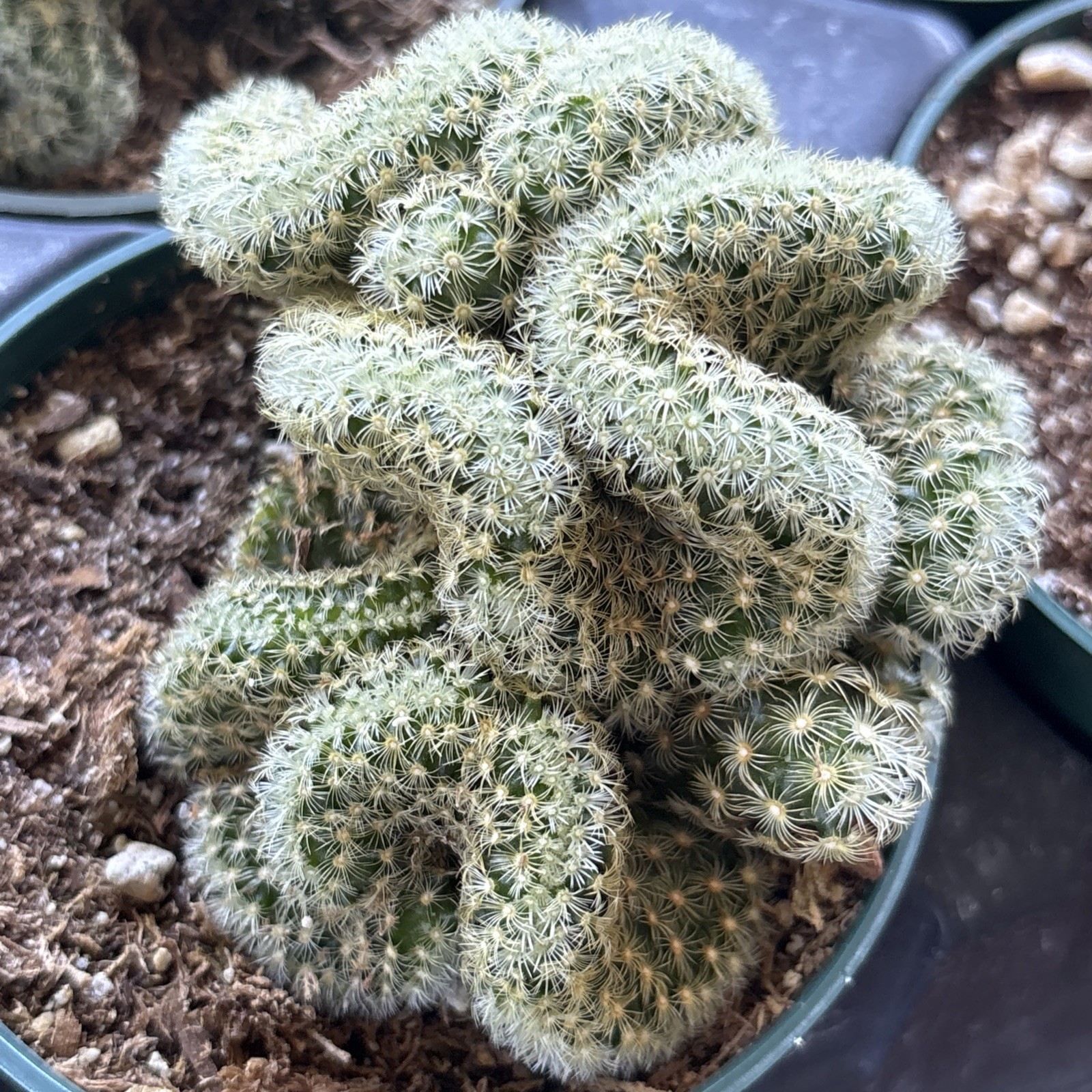 Brain Cactus | Mammillaria Cristata | Crested Cactus | Live Plant 4 in pot gallery