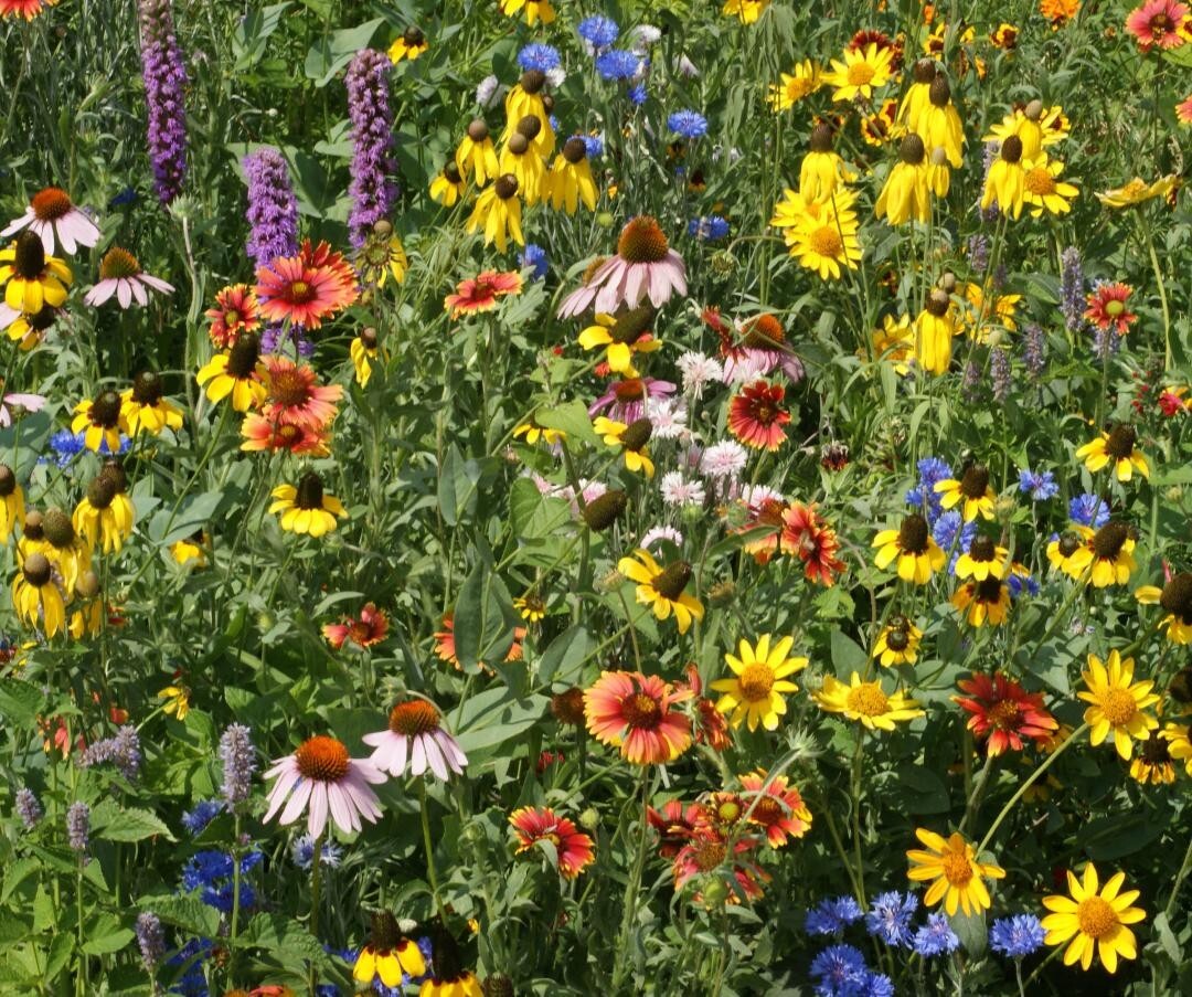 Midwestern Wildflower Seeds Mix, 19 Species Flowers, Garden or Meadow, FREE SHIP gallery