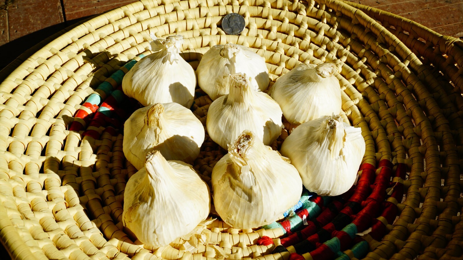 Polish GARLIC Bulbs 1/2 - 10lbs Fresh Organic Heirloom Hardneck Plant or Eat gallery