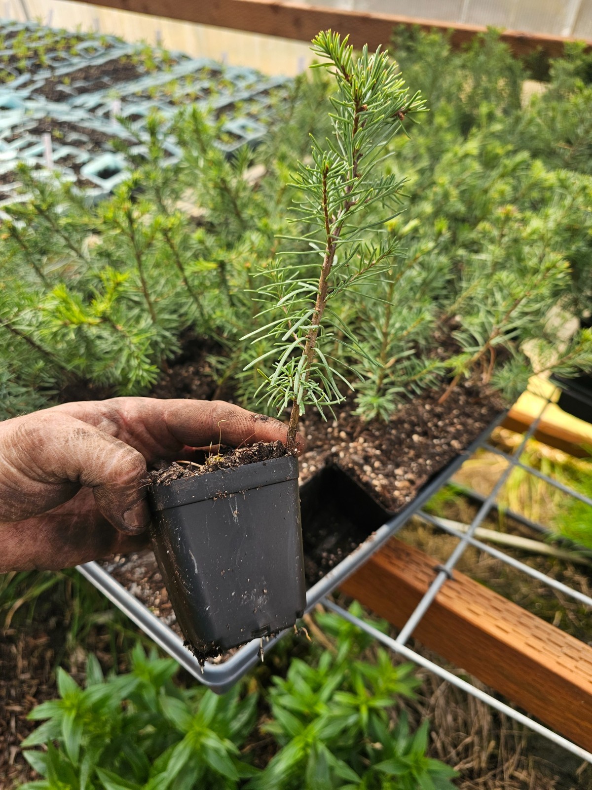 one small live NOBLE FIR TREE sapling evergreen conifer in 3" pot gallery