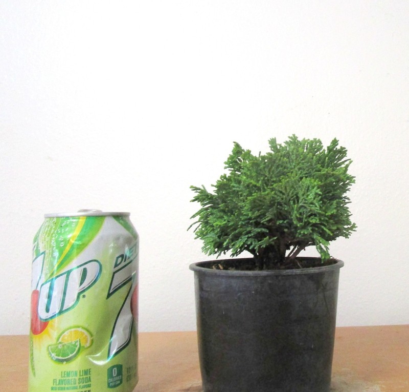 Dwarf Hinoki cypress "True dwarf" for mame shohin bonsai tree multiple listing gallery