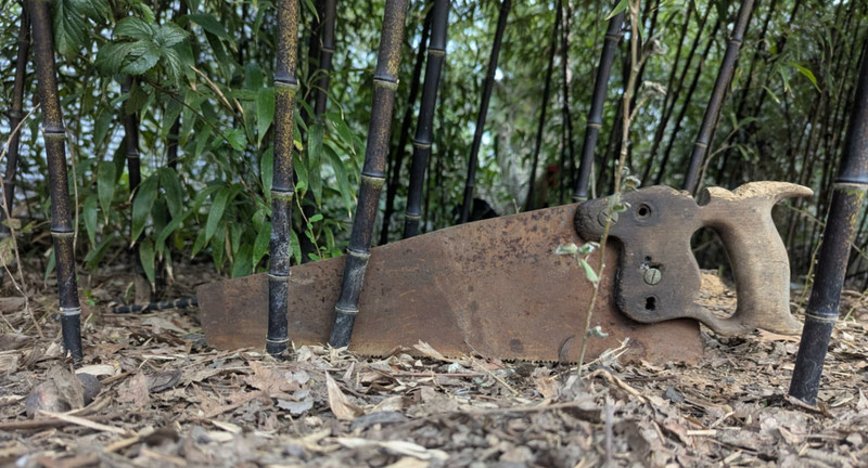Black Bamboo (Phyllostachys nigra), hedge starter pack 6 rhyzomes 12" long gallery