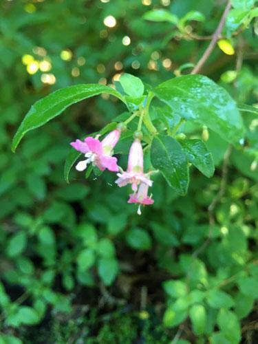 Fuchsia microphylla ssp. microphylla | Small Leaf Fuchsia | 10 Seeds gallery