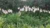 Amaryllis - Hippeastrum- 5 Bulbs Plus 2021 White with Red Stripes Outdoor Type gallery