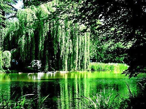 2 Golden Weeping Willow Trees - Ready to Plant - Live Plants - Beautiful Arching gallery