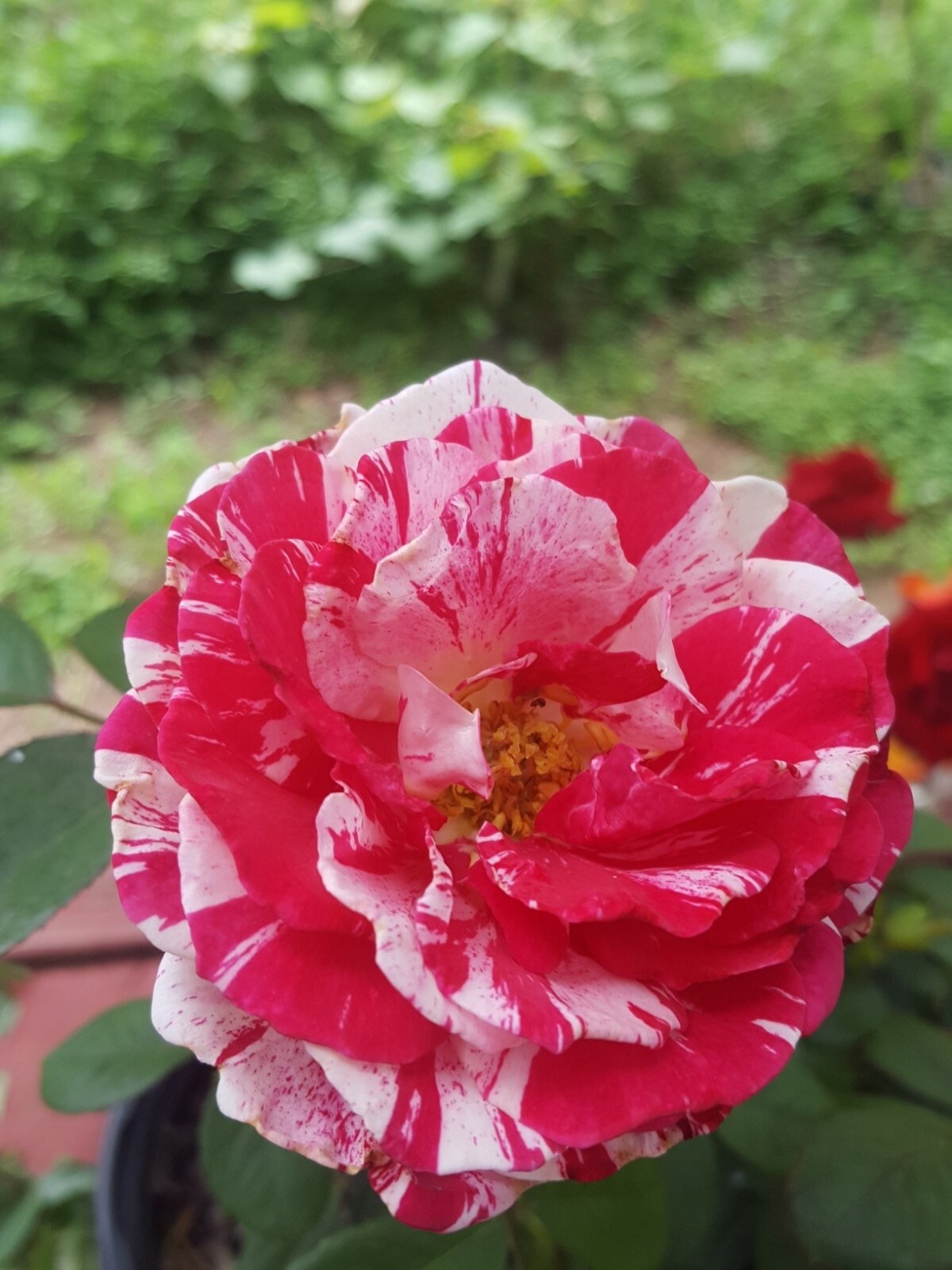 SCENTIMENTAL Floribunda Large Double Blooms Rose 5 Gal Bush Plants Plant Roses gallery
