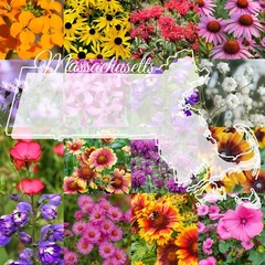 1/2 Pound Massachusetts Bulk Wildflower Seed Mix (Northeast Species) 1,000 sq-ft