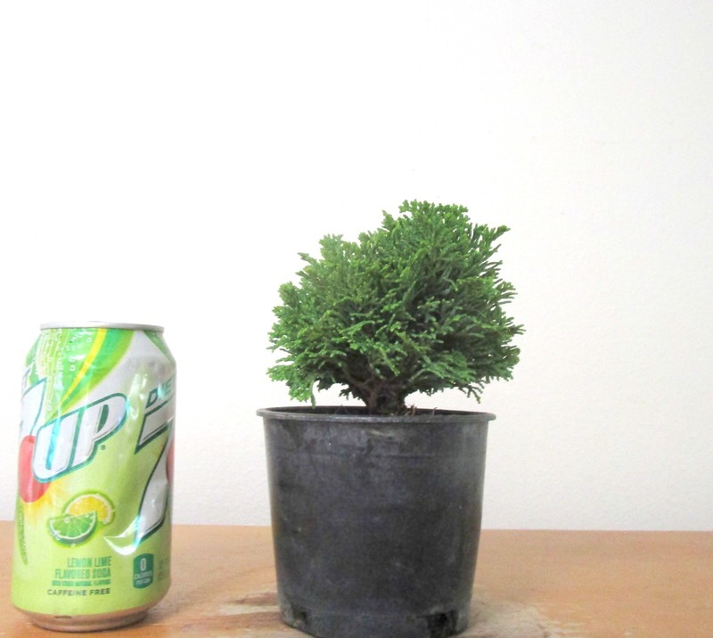 Dwarf Hinoki cypress "True dwarf" for mame shohin bonsai tree multiple listing gallery