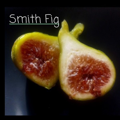Fig Trees Well Rooted - Starters- Ficus carica - Live Plant gallery