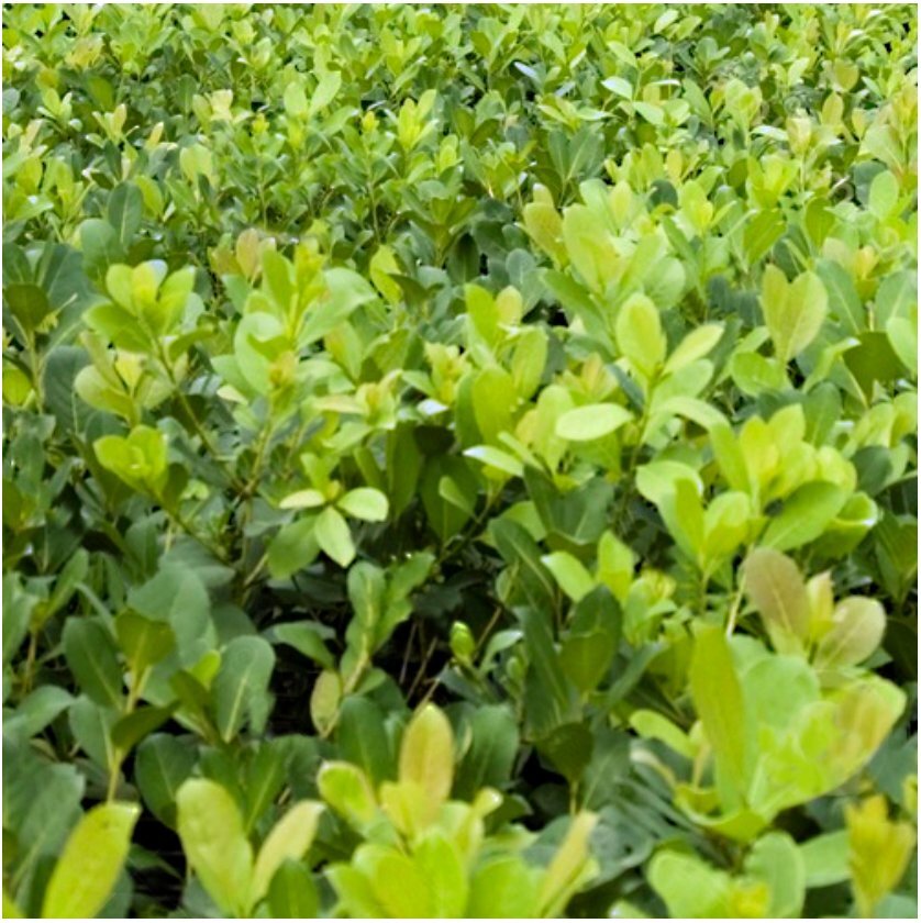 Yerba Mate - Ilex paraguariensis - Live Plant gallery