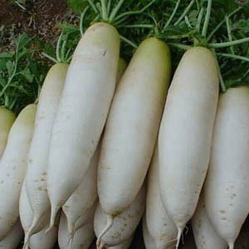 200+ Radish Seeds White Icicle Radish Non GMO Garden Vegetable Seeds USA gallery