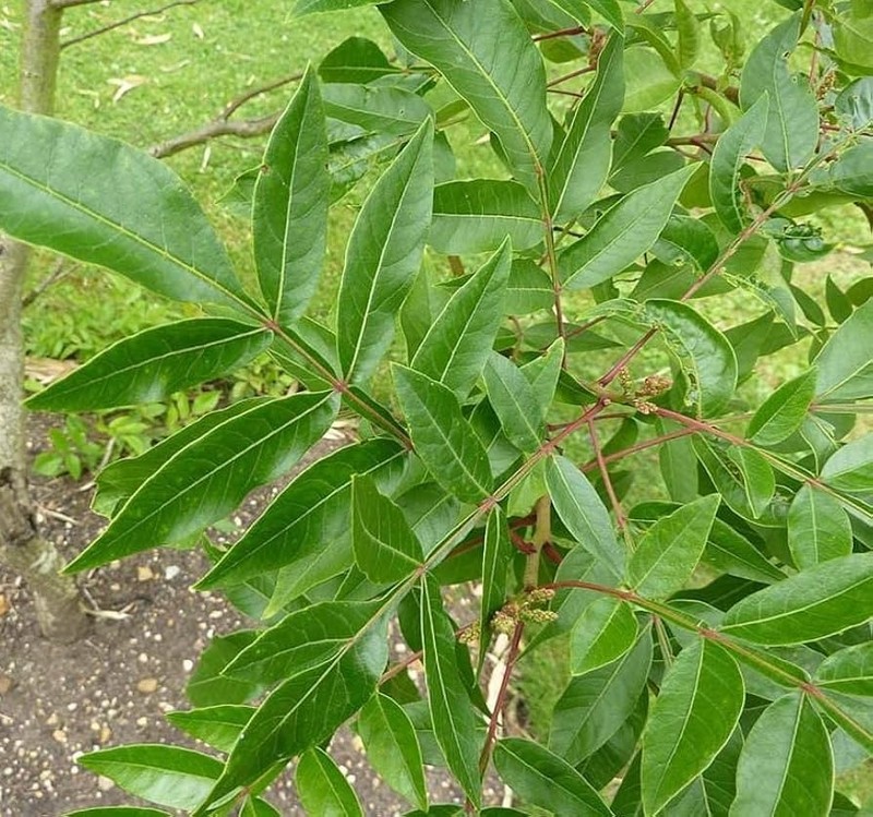 1 Flameleaf Sumac 12-24" Tall Bare Root Rhus copallinum gallery