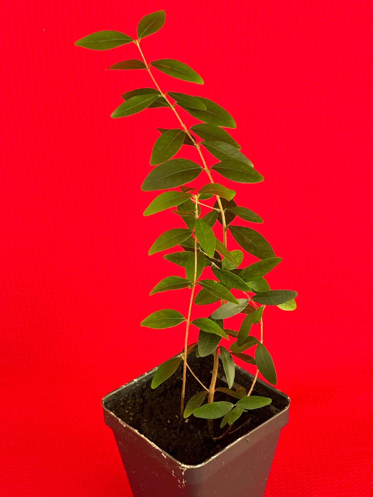 Eugenia Repanda Pitanga cherry jambo Red Fruit Tropical Tree Plant Potted RARE gallery