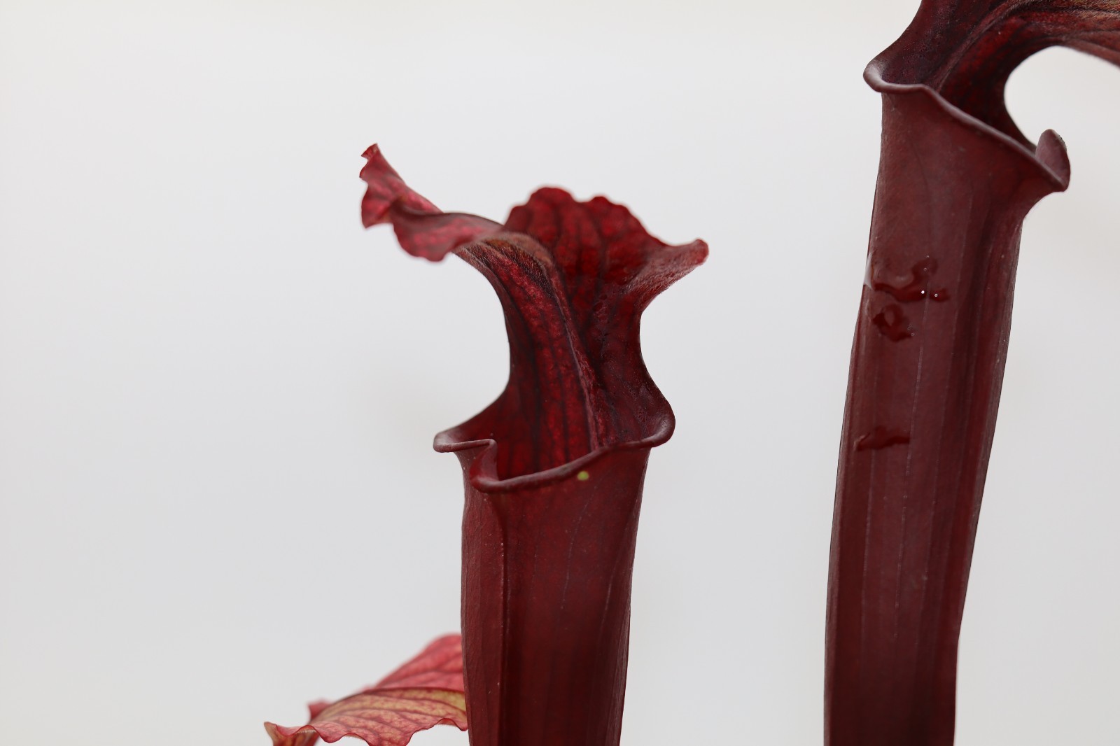 Sarracenia - Rubra Jonesii X Royal Ruby - Seed Grown gallery