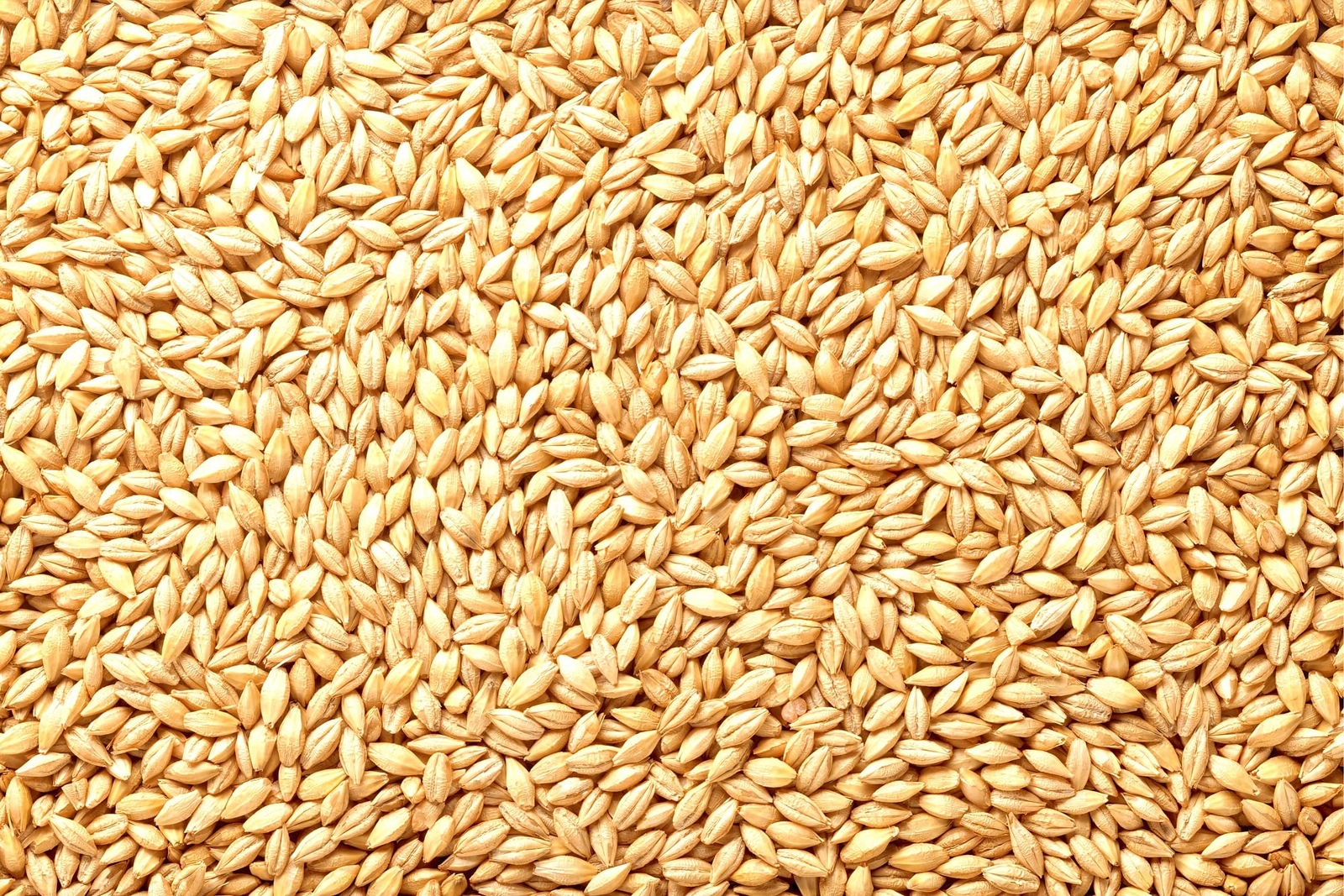 Barely Seeds | All Natural Whole Barley Seed for Juicing, Malt Brewing, Beer Mak gallery