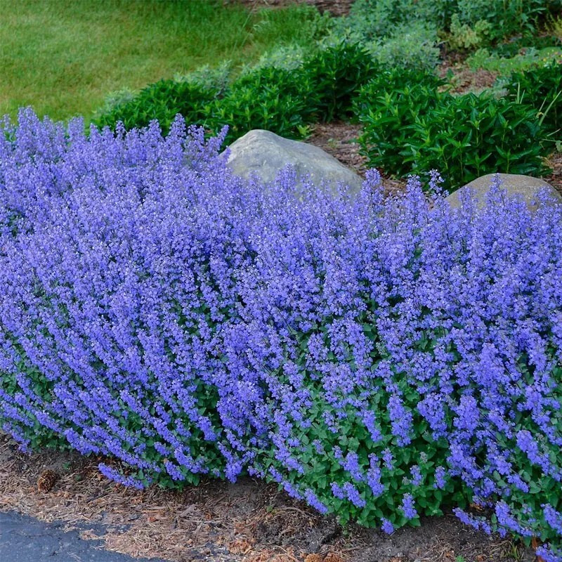 1000+ CATNIP SEEDS - PERENNIAL - BUG REPELLING - NON GMO - HEIRLOOM - HERB gallery
