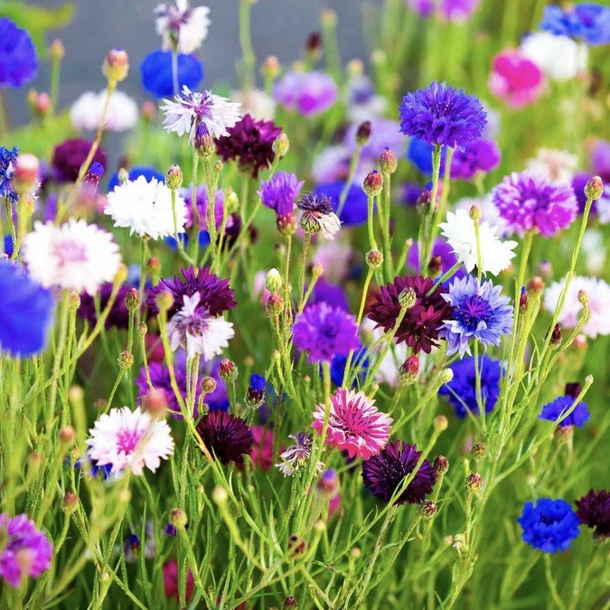 250+ Cornflower / Bachelor Button Seeds - Tall Mix | Garden Flowers USA Seller gallery