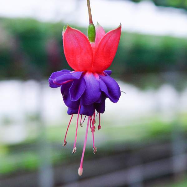 Fuchsia Live Plant, Well-Rooted Plug, Healthy Starter Plants For SALE gallery