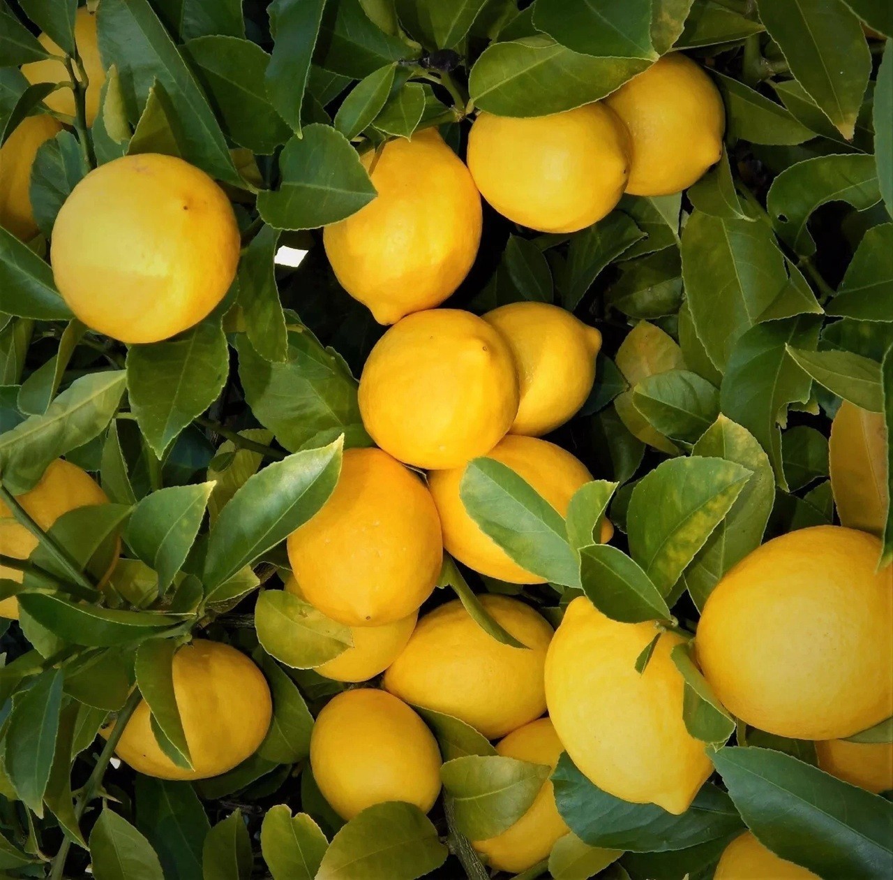 LIVE PLANTS LEMON TREES 1 yo 3"+TALL EDIBLE CITRUS FRUIT LANDSCAPING SEEDLING gallery