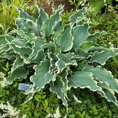 hosta DANCING IN THE MOONLIGHT medium wavy new 2.5″ pot = 1 Live Potted Plant
