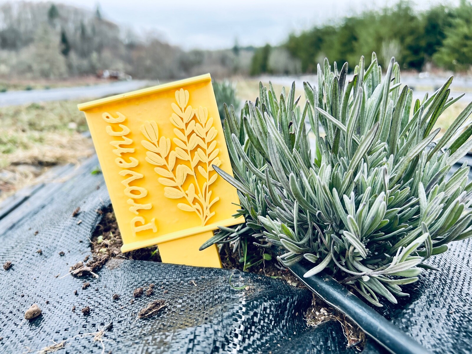 Lavender Garden Row Tags Any Variety or Cultivar 3d Printed Custom Colors gallery