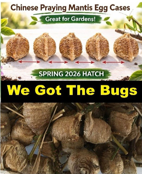 5 Chinese Mantis Egg Case FREE Hatching Habitat Bag Picked 2026 Season gallery