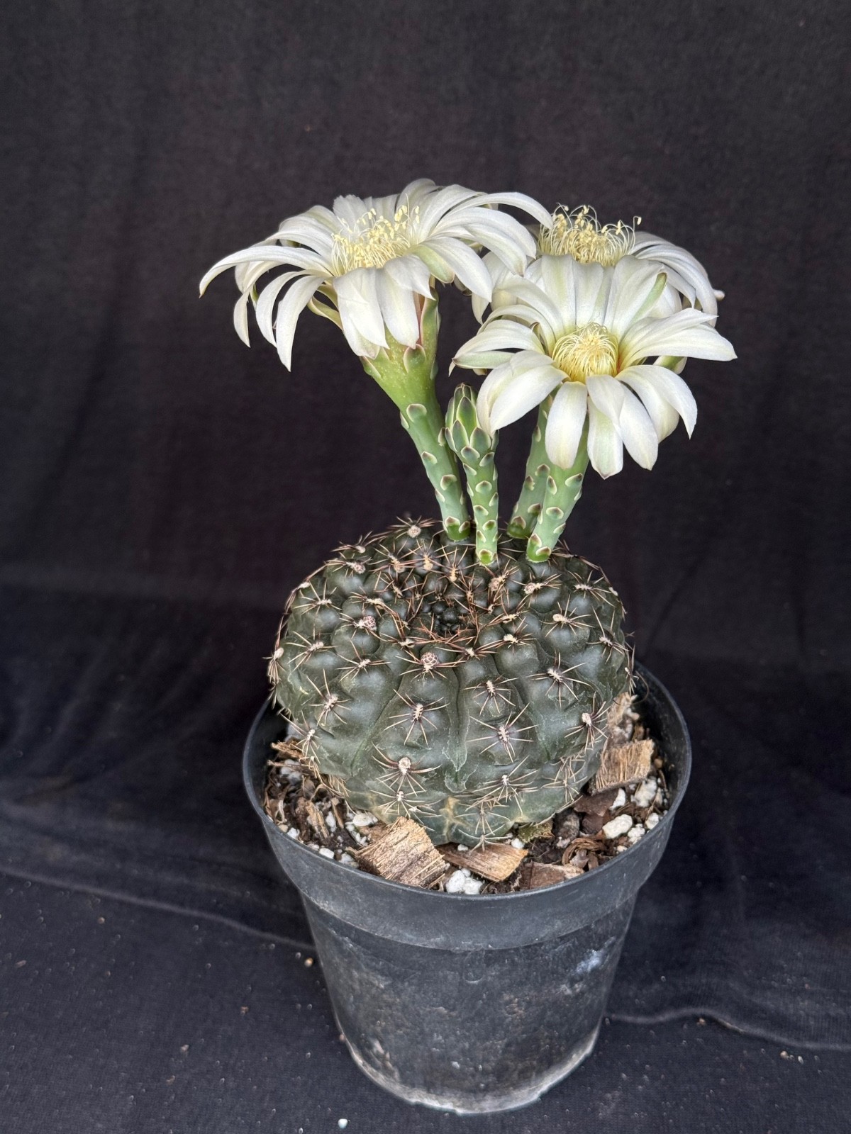 Gymnocalycium schroederianum v. boessi, 4" pot cactus plant gallery
