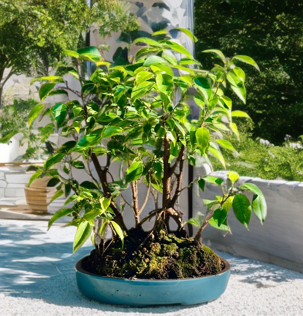 TIGERS BARK FICUS BONSAI FOREST gallery