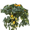 Micro Dwarf 'Rain Drop' Tomato Seeds (15) gallery