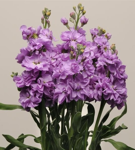 35 Lavender Blue Stock seeds gallery