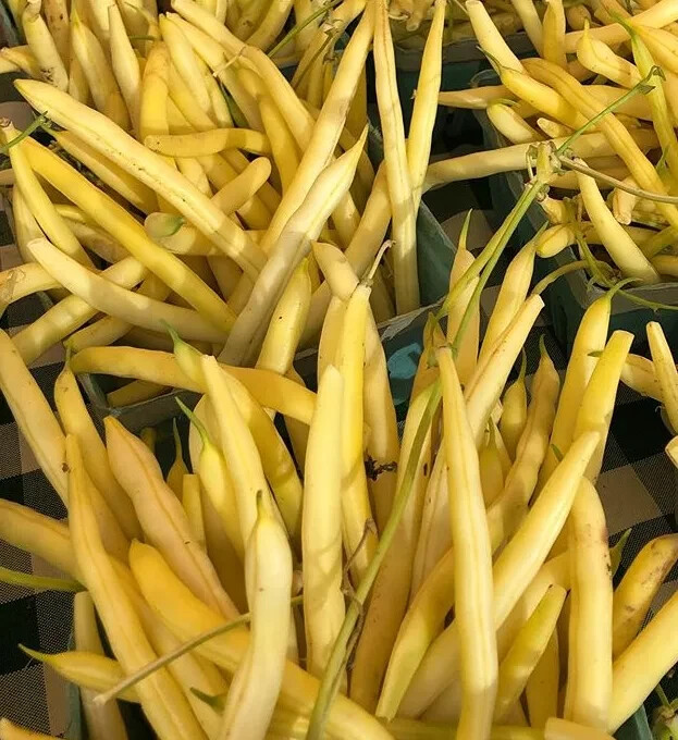 Bean Gold Rush -Yellow / Green Provider-Valentine-French Garden Bush/Organic gallery