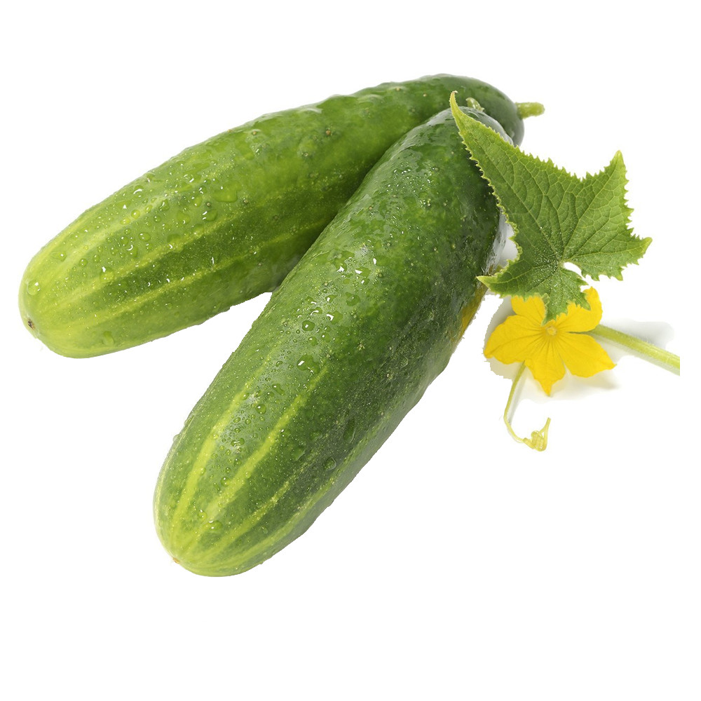 Cucumber Seeds (Straight Eight/8) | NON-GMO | Fresh Garden Seeds gallery