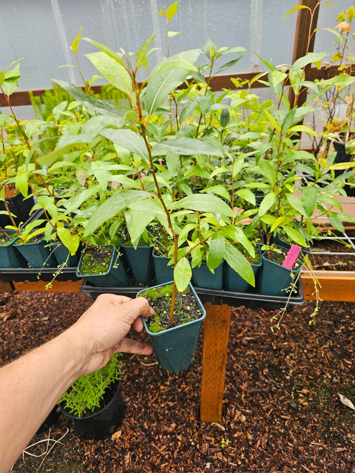 one SINGLE live BLACK COTTONWOOD tree growing in 6" pot gallery