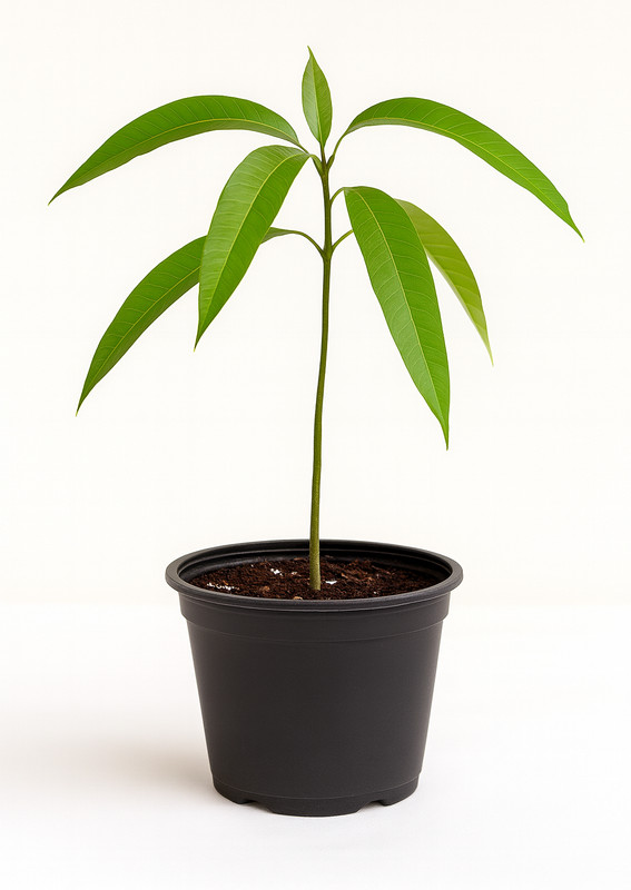 Coconut Cream Mango Tree Seedling – Live Tropical Starter Plant – Healthy Young gallery