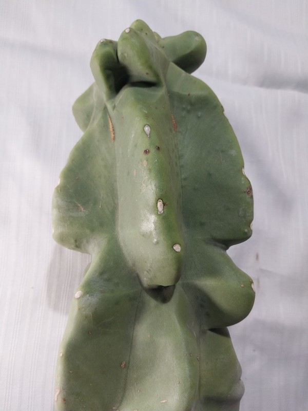 Totem Pole Cactus Large Cutting 17" 4.5 Lbs *EXACT SPECIMEN* gallery
